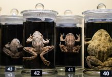 Formaldehyde Có Độc Không Và Câu Trả Lời Khiến Bạn Bất Ngờ Formaldehyde Có Độc Không