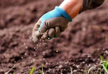 Ammonium Tetra Molybdate – Phân Bón Quan Trọng Cho Cây Ammonium Tetra Molybdate