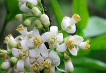 Tinh Mùi Hoa Bưởi Chất Lượng Uy Tín Tại TPHCM Tinh Mùi Hoa Bưởi