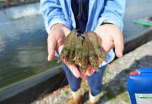 Oxy Già Trong Nuôi Tôm: Công Dụng & Lưu Ý Khi Sử Dụng Oxy Già Trong Nuôi Tôm