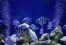 Than Hoạt Tính Hồ Cá Công Dụng Như Thế Nào ? Than Hoạt Tính Hồ Cá