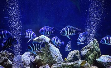 Than Hoạt Tính Hồ Cá Công Dụng Như Thế Nào ? Than Hoạt Tính Hồ Cá