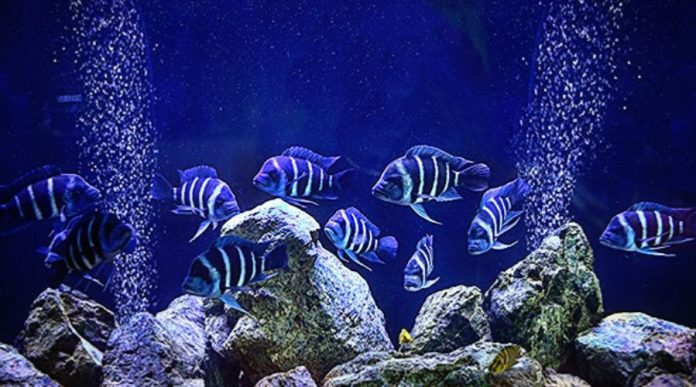 Than Hoạt Tính Hồ Cá