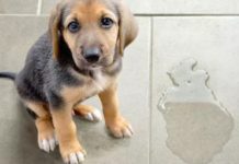 Khử Mùi Nước Tiểu Chó Mèo Hay Nhất Giúp Tiết Kiệm Thời Gian