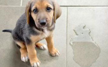 Khử Mùi Nước Tiểu Chó Mèo Hay Nhất Giúp Tiết Kiệm Thời Gian